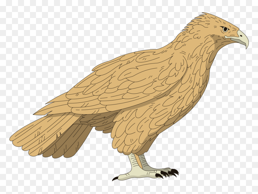 Name Of Birds In Arabic, HD Png Download - falcon png