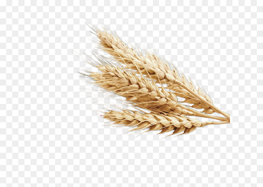 Png Image Purepng Free - Wheat Transparent Background, Png Download - grain png