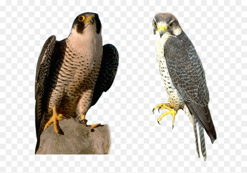 Grab And Download Falcon Png Clipart - Falcon With Transparent Background, Png Download - falcon png