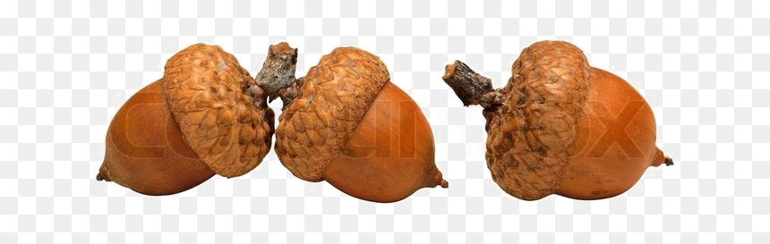Acorn Png High-quality Image - Acorn White Background, Transparent Png - acorn png