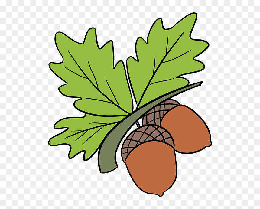 How To Draw Acorns - Acorns Drawing, HD Png Download - acorn png