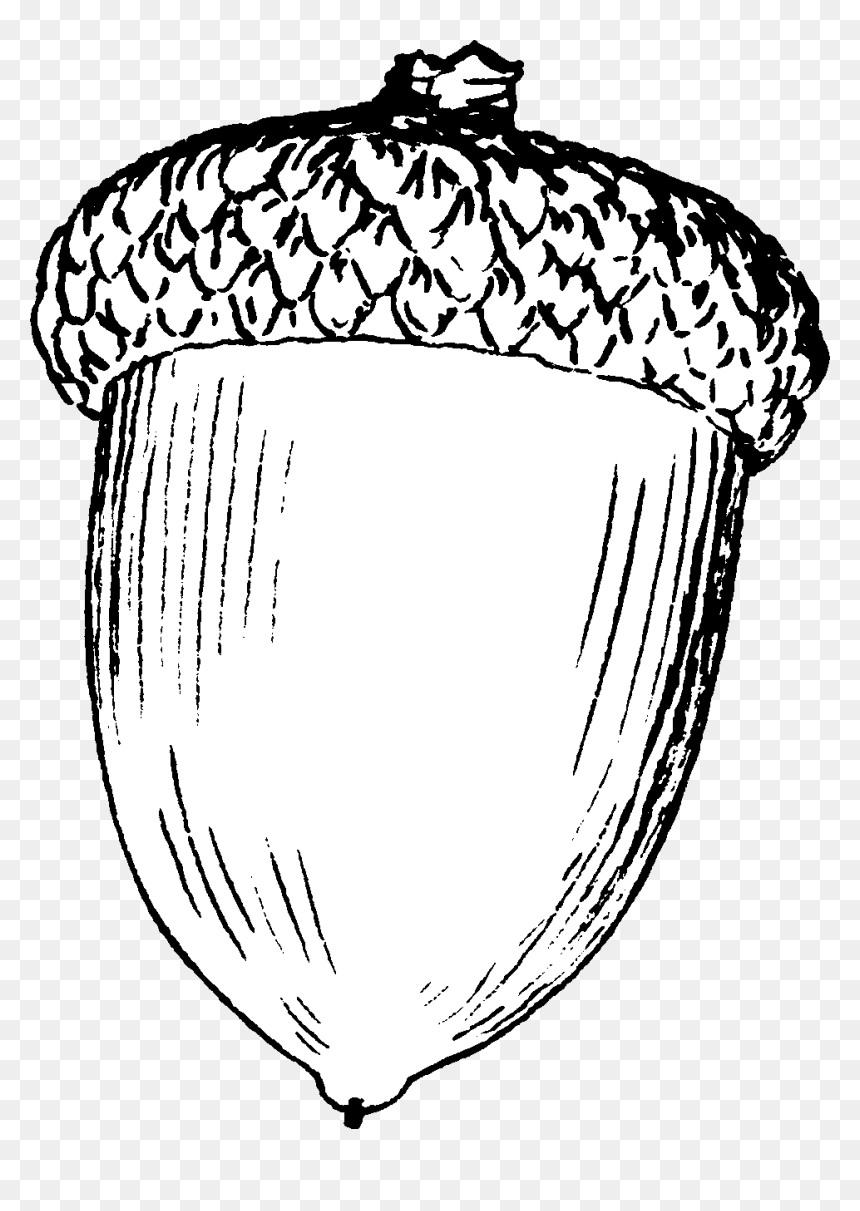Drawing Of An Acorn , Png Download - Drawing Of An Acorn, Transparent Png - acorn png