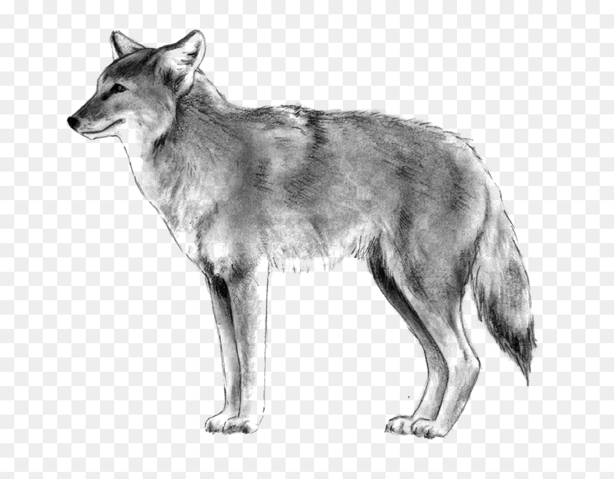 Coyote - Wolfdog, HD Png Download - coyote png