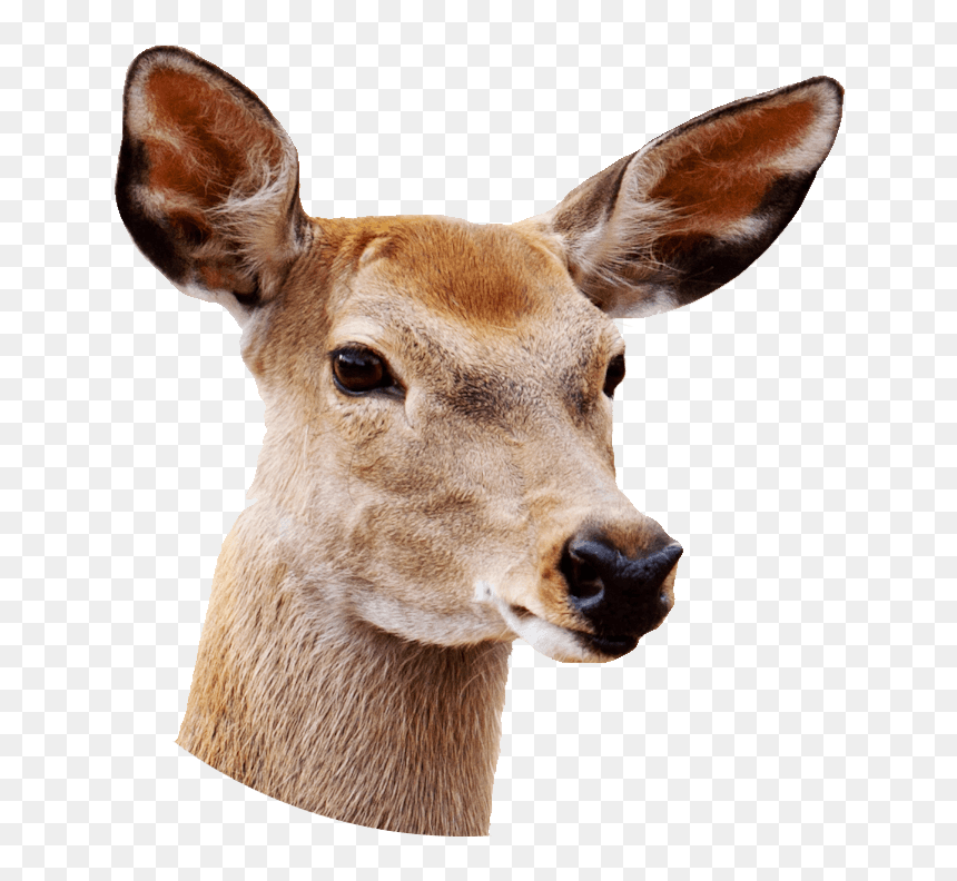 Female Deer Close Up Clip Arts - Deer With White Background, HD Png Download - deer silhouette png