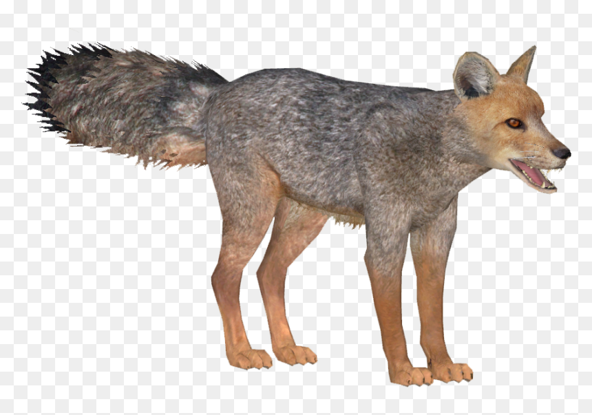 Image Culpeo Lgcfm Png Zt Download Library - Jackal, Transparent Png - coyote png