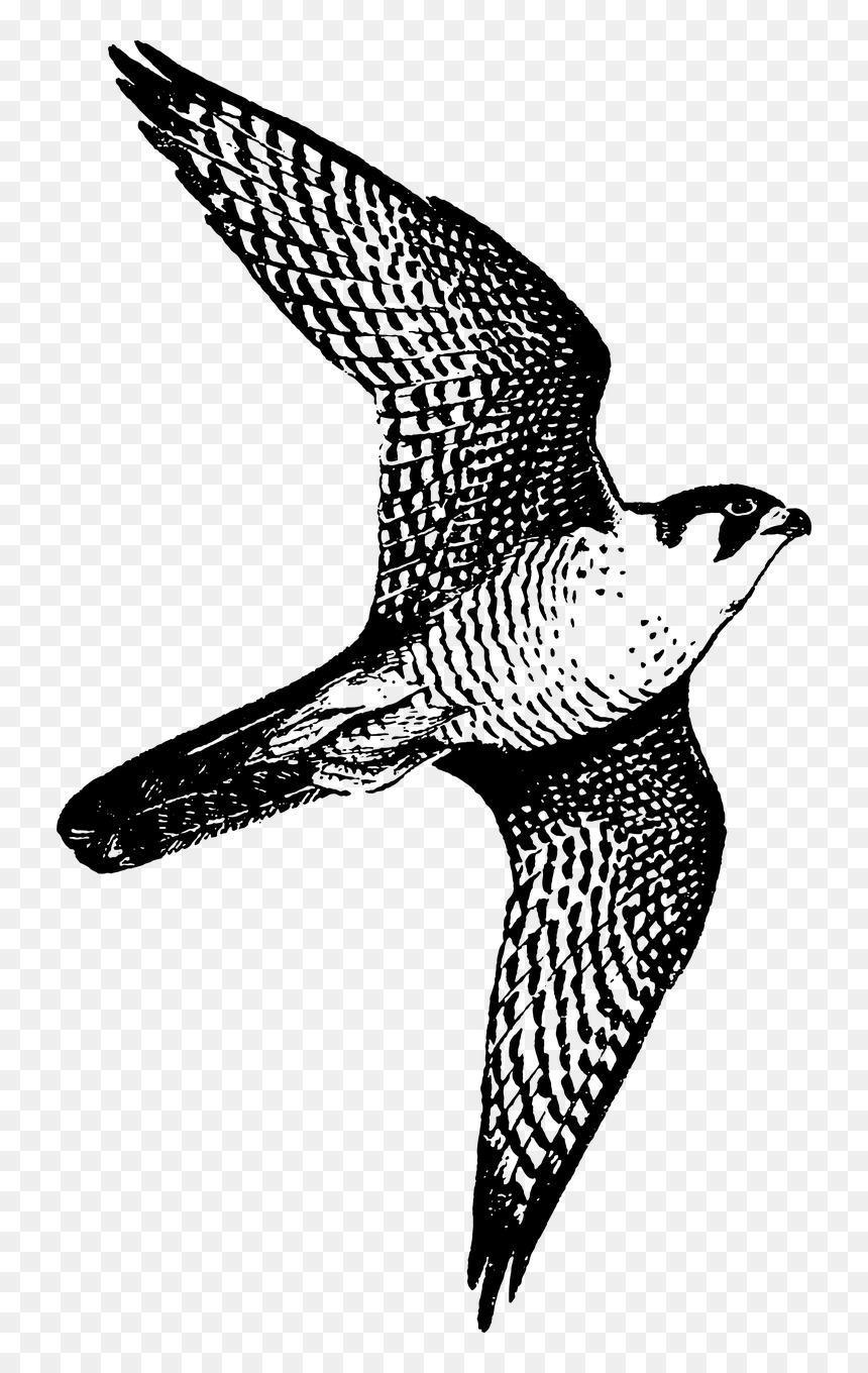 Peregrine Falcon, HD Png Download - falcon png