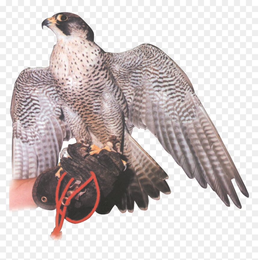 Hawk, HD Png Download - falcon png
