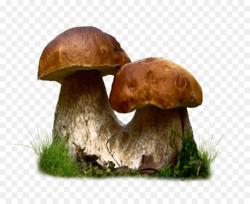 Thumb Image - Edible Mushrooms, HD Png Download - mushrooms png