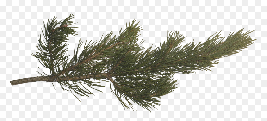 Pin By Q On Ins - Pine Tree Branches Png, Transparent Png - pine tree silhouette png