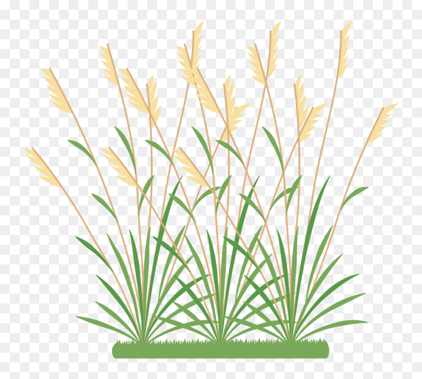 Icon 2 Weeds - Weeds Clipart, HD Png Download - grasses png