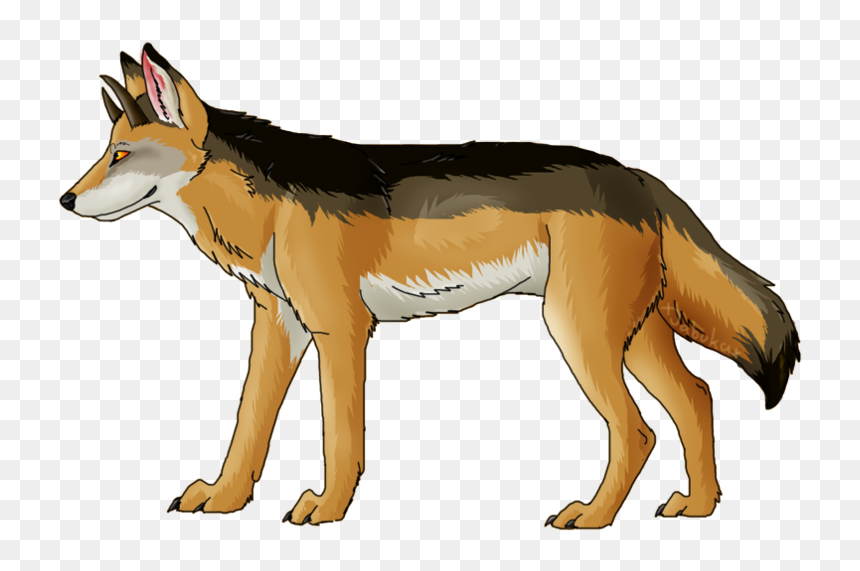 Jackal, Coyote Png, Download Png Image With Transparent - Jackal Png, Png Download - coyote png