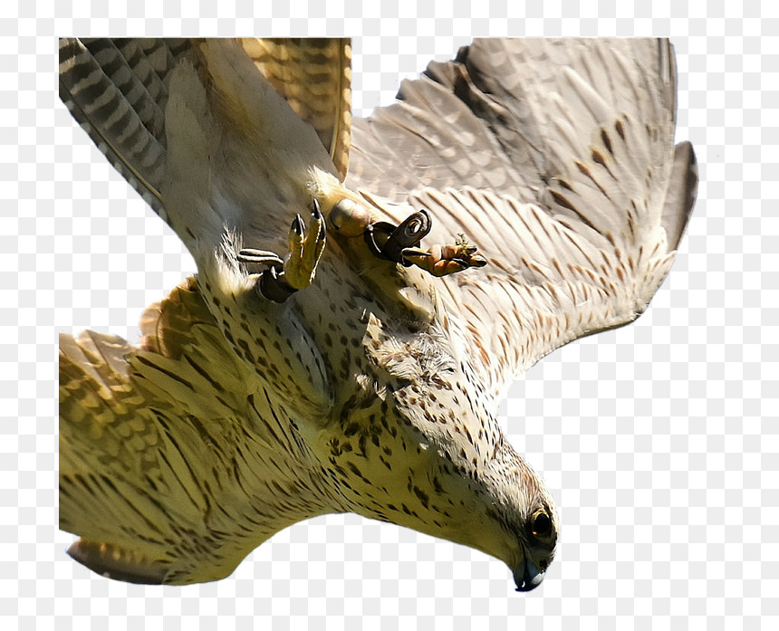Bird Of Prey, HD Png Download - falcon png