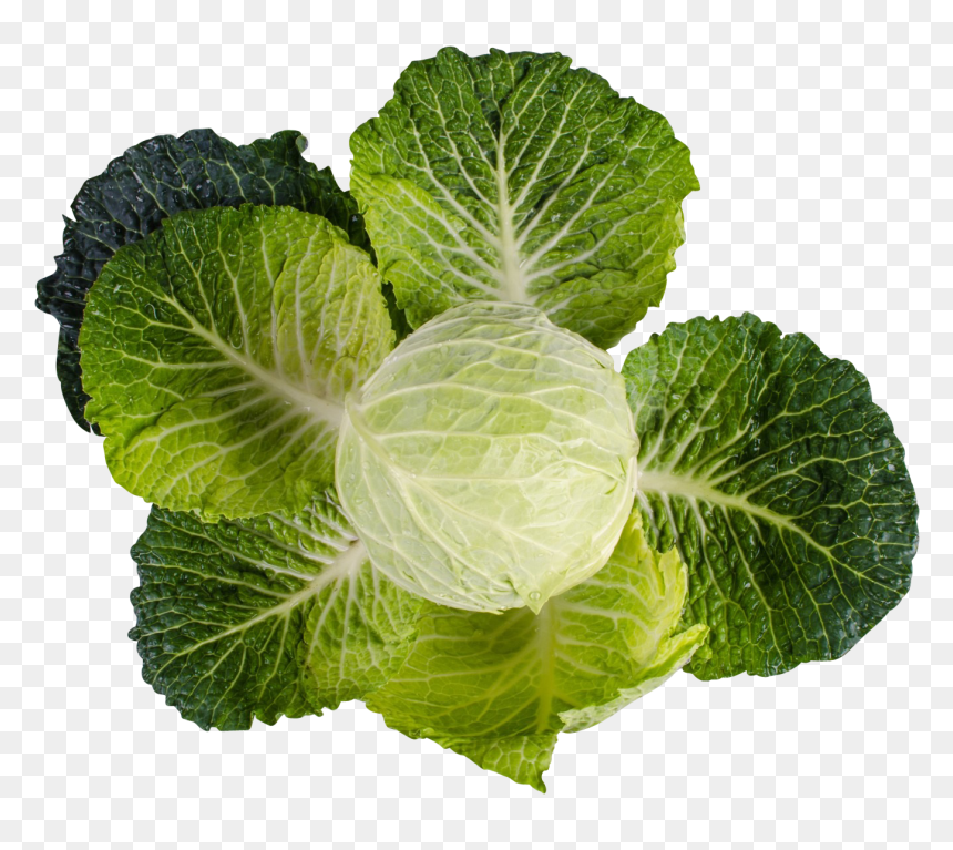 Kale - Vitamin K Png, Transparent Png - kale png