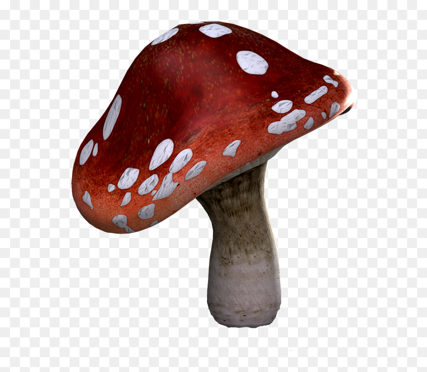 Fly Agaric, Mushrooms, Fantasy, Digital Art, Isolated - Mushroom Red Png, Transparent Png - mushrooms png