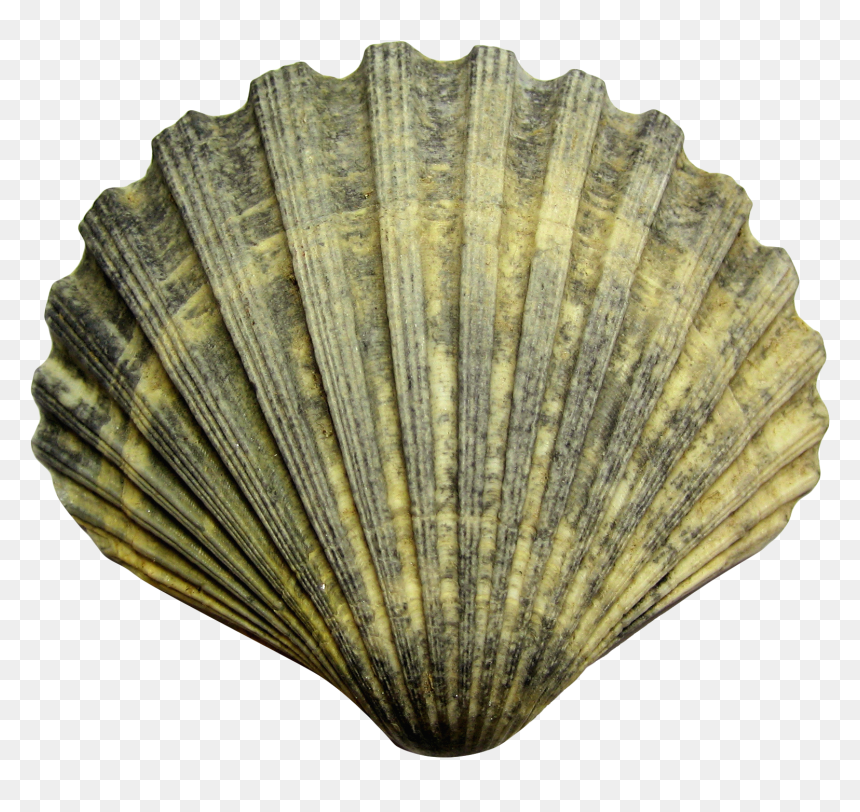 Sea Shell Png Image - Shell Png, Transparent Png - shell png