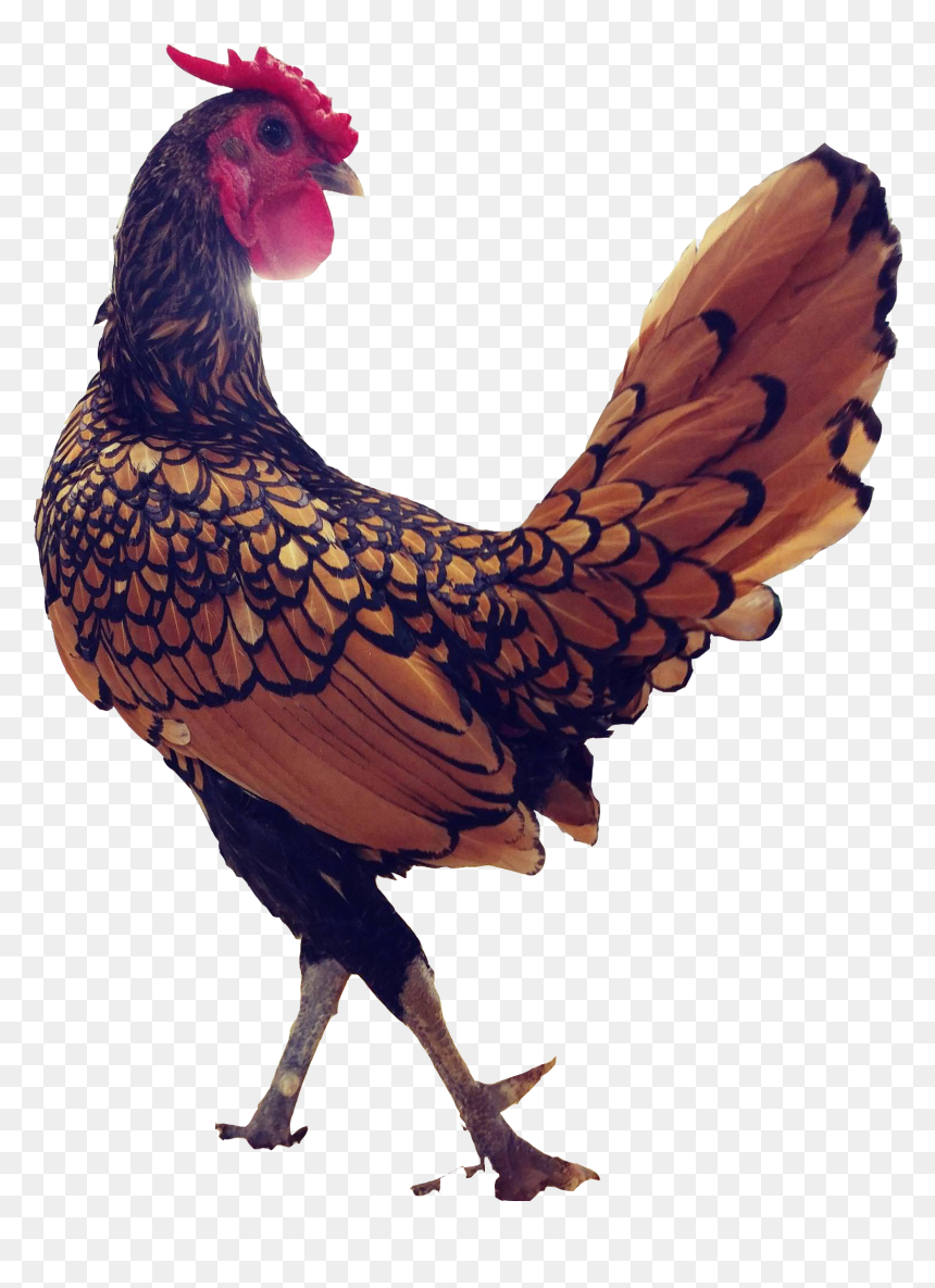 Rooster , Png Download - Rooster Transparent, Png Download - rooster png