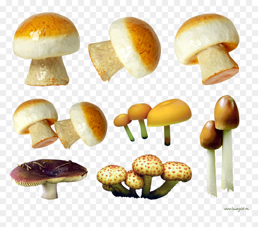 Variety Of Mushrooms Png Image - Mushroom, Transparent Png - mushrooms png