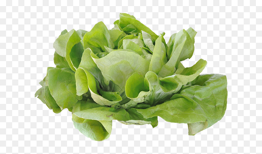 Kale Vector Lettuce - Iceburg Lettuce, HD Png Download - kale png