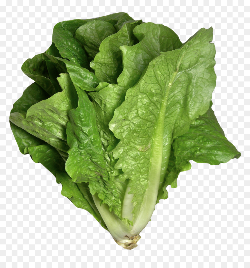 Romaine Lettuce Png Image - Lettuce Png, Transparent Png - lettuce png