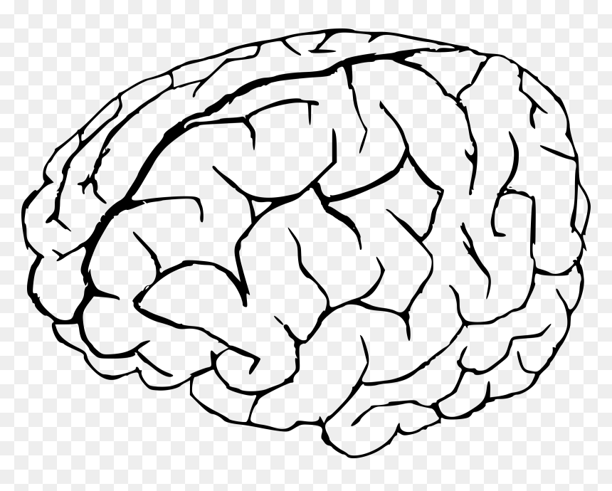 Thumb Image - Coloring Page Of A Brain, HD Png Download - brain clipart png