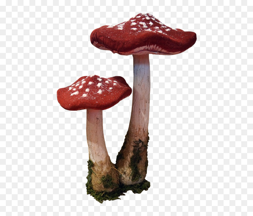Red Mushrooms Png, Transparent Png - mushrooms png