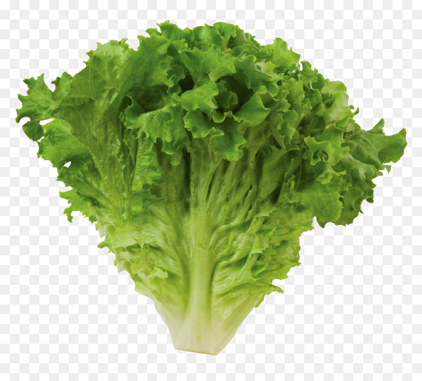 Romaine Lettuce Png High-quality Image - Green Leaf Lettuce Png, Transparent Png - lettuce png