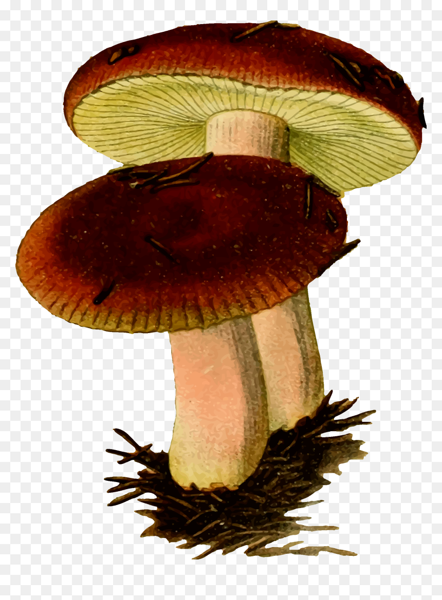 Two Mushrooms Vector Clipart Image, HD Png Download - mushrooms png