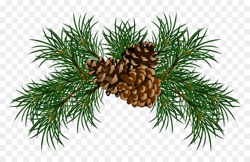 Shortleaf Black Spruce,sugar Pine,loblolly Pine,columbian - Transparent Pine Cone Clip Art, HD Png Download - pine png