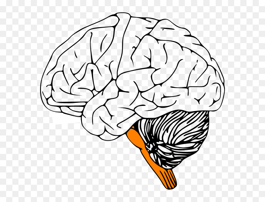 Brain Stem Brain Clipart, HD Png Download - brain clipart png