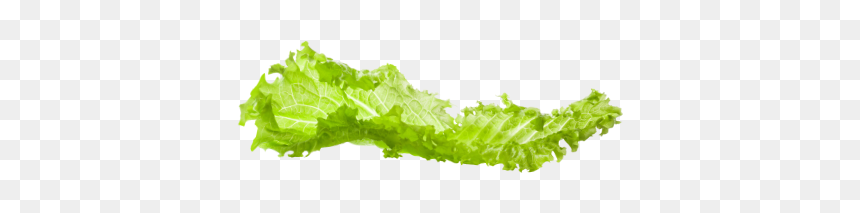 Tree, HD Png Download - lettuce png