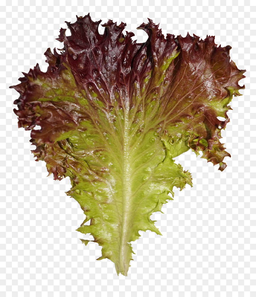 File - Lettuce - Red Leaf Lettuce, HD Png Download - lettuce png