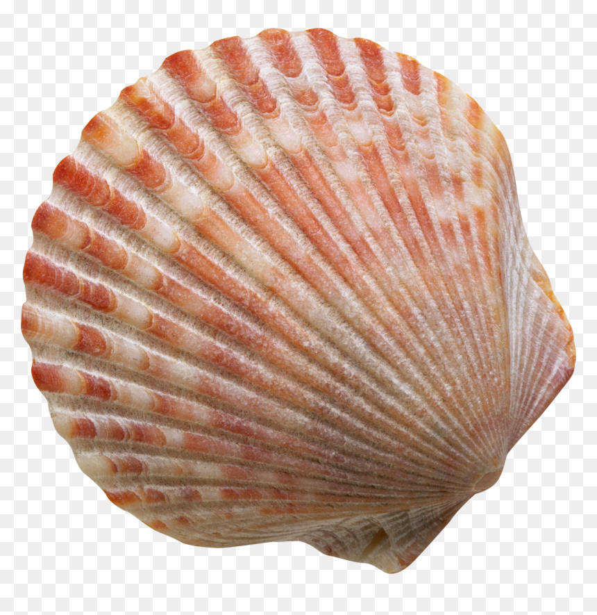 کتاب زندگی برازنده من, HD Png Download - shell png