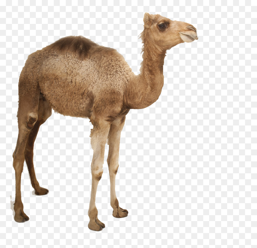 Camel Png Photo - Camel Png, Transparent Png - camel png