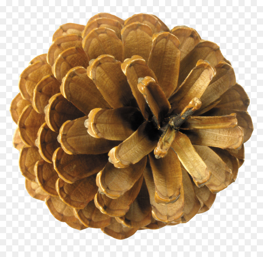 Free Download Of Pine Cone Transparent Png File - Pine Cones Top View, Png Download - pine png