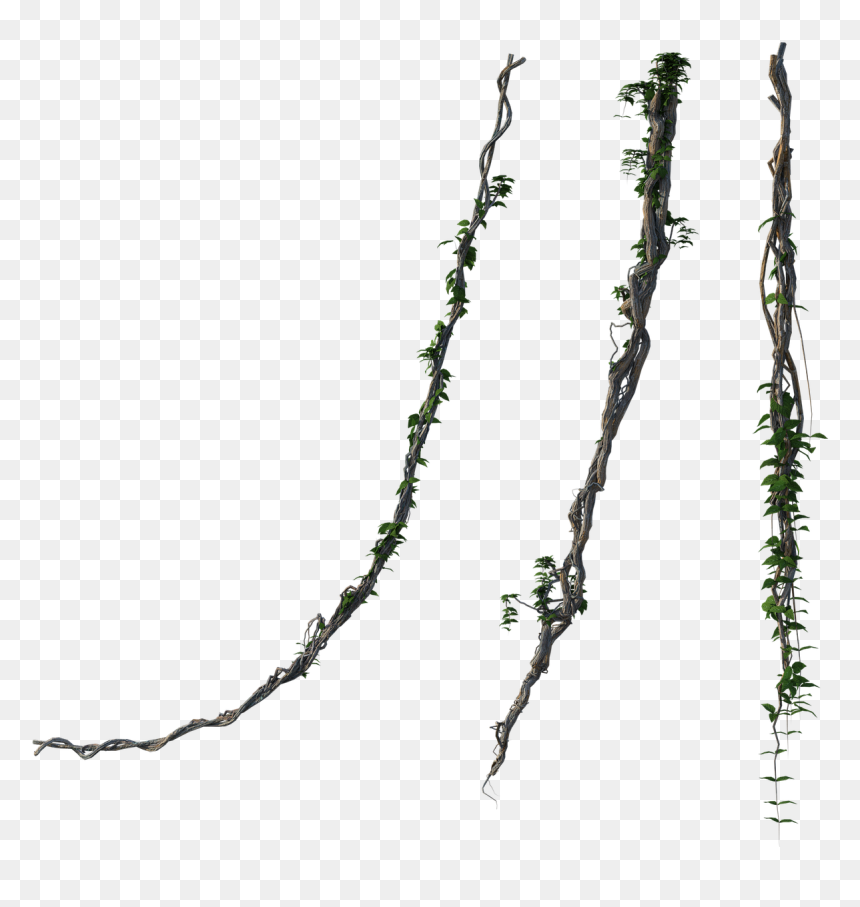 Twig, HD Png Download - jungle vines png