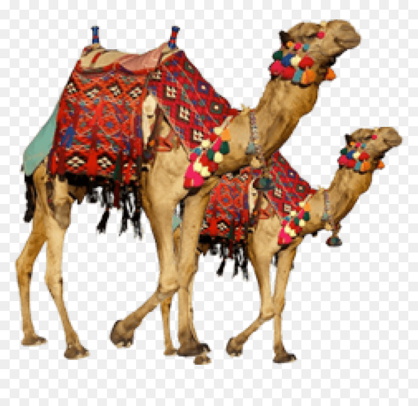Free Png Camel Png Images Transparent - Transparent Camel Png, Png Download - camel png