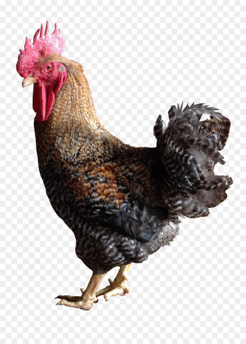 Thumb Image - Rainbow Sasso, HD Png Download - rooster png