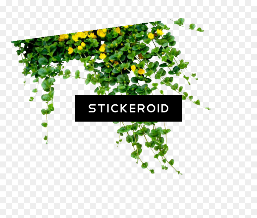 Bush Plant Bushes Nature - Plants Png, Transparent Png - creeper png