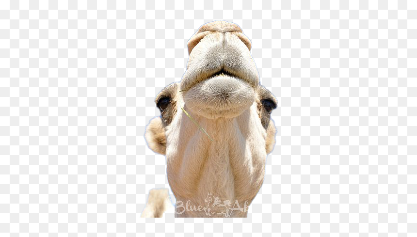 Camel Transparent Png - Arabian Camel, Png Download - camel png