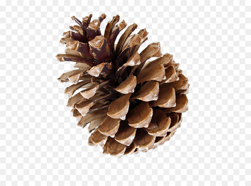 Pinecone Png Free Download - Pinecone Png, Transparent Png - pine png
