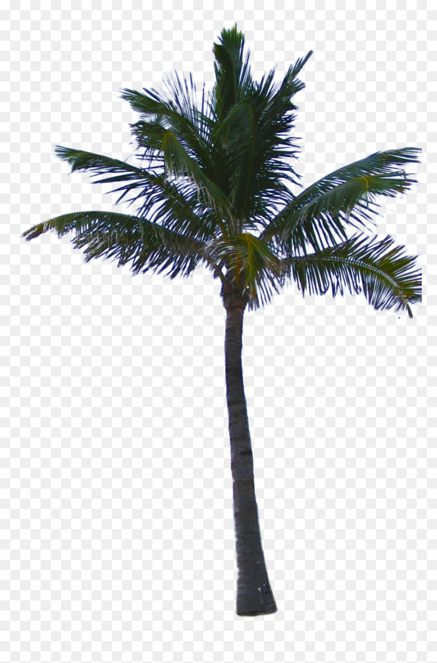 Palm Tree Png Free, Transparent Png - palm tree leaf png
