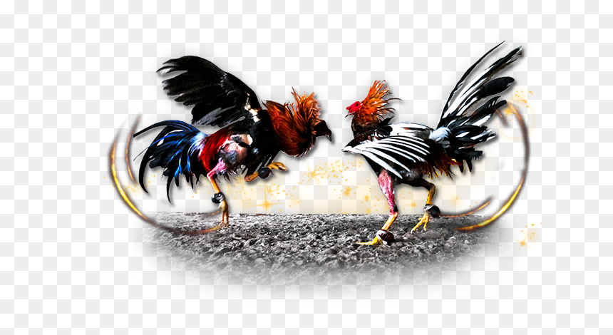 Gamecock Chicken Cockfight Gambling - Cock Fighting Png, Transparent Png - rooster png