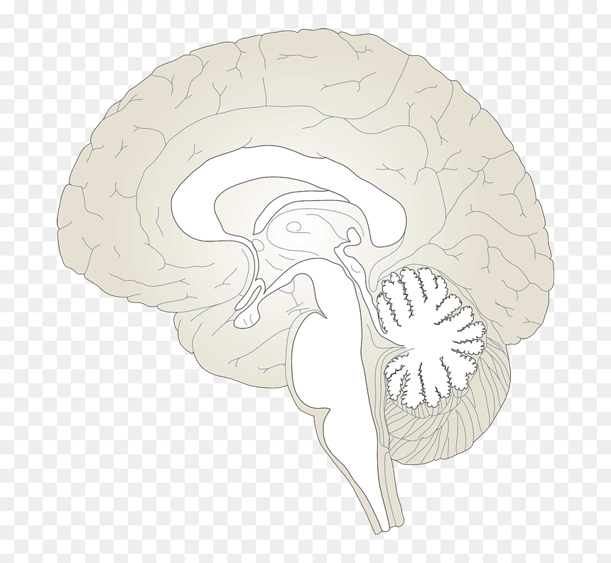 Brain To Use Hd Image Clipart - Pain Matrix Brain Diagram, HD Png Download - brain clipart png