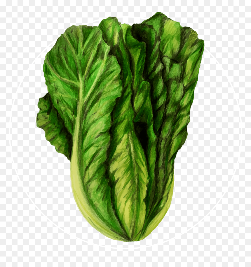 Attribute Motif Lettuce White - Lettuce, HD Png Download - lettuce png