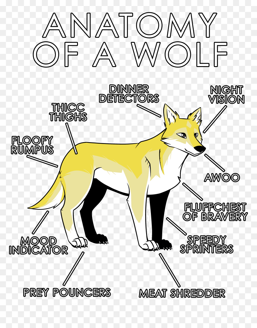White Wolf Clipart Anatomy - Anatomy Of A Furry, HD Png Download - furry png