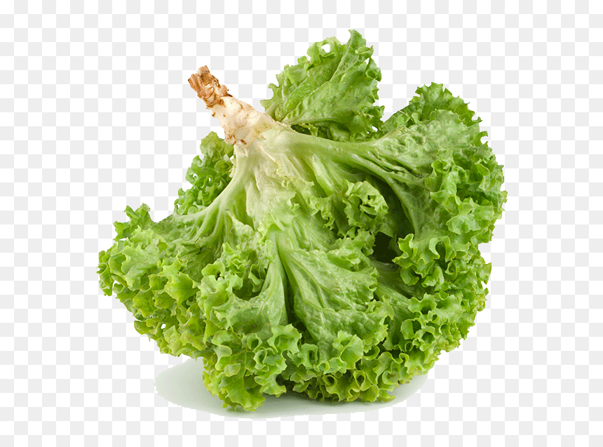 Romaine Lettuce , Png Download - Iceburg Lettuce, Transparent Png - lettuce png