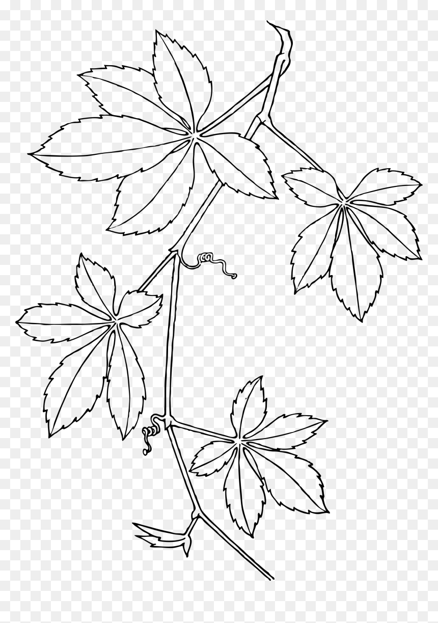 Virginia Creeper Clip Arts - Virginia Creeper Drawing, HD Png Download - creeper png