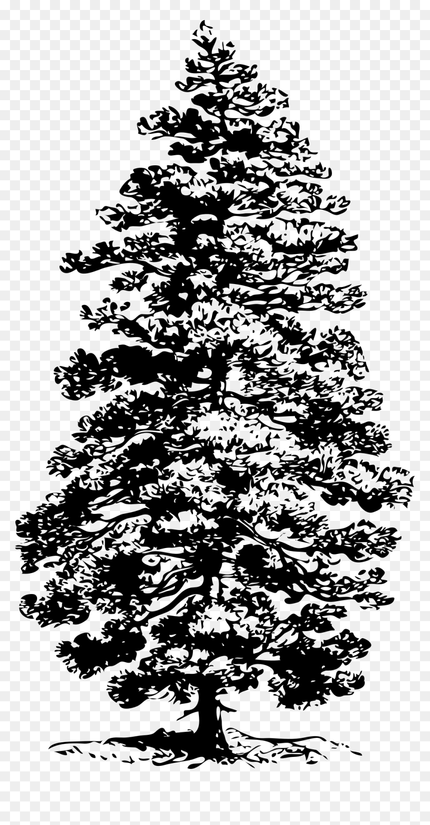 Corsican Pine Svg Clip Arts - Pine Tree Clip Art, HD Png Download - pine png