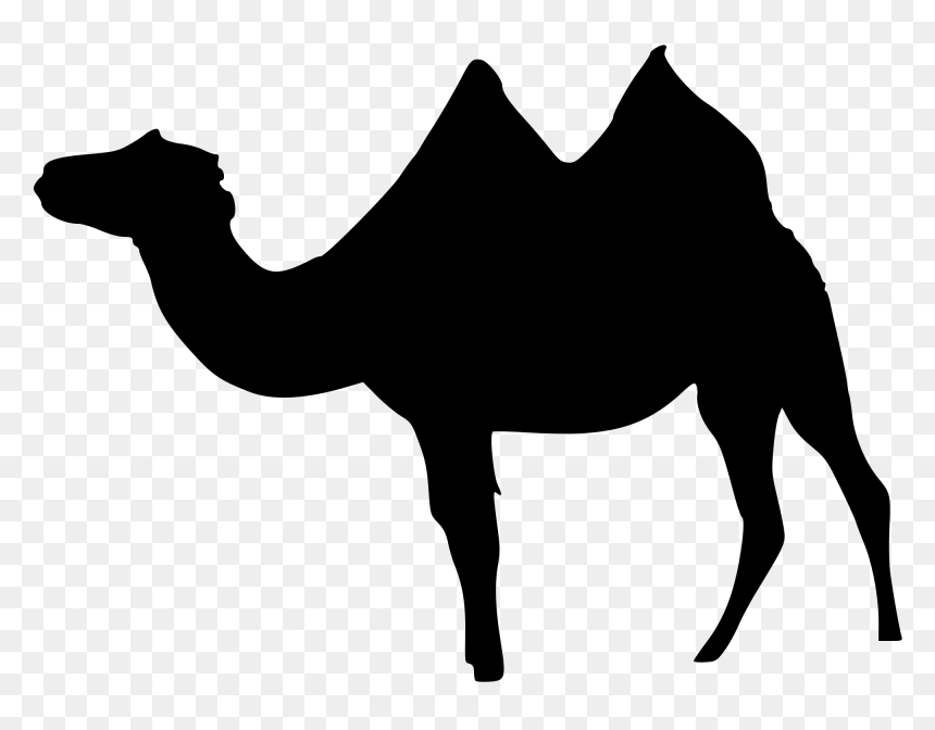 Filecamelus Bactrianus Sil - Bactrian Camel, HD Png Download - camel png