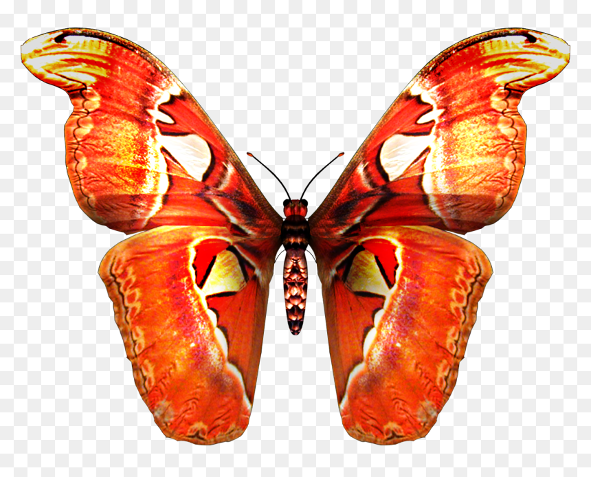 Mariposas Png - Atlas Moth Drawing Png, Transparent Png - mariposas png